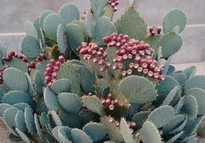 重阳节祝福语(共40句)