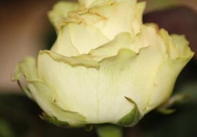 除夕祝福语(推荐50句)