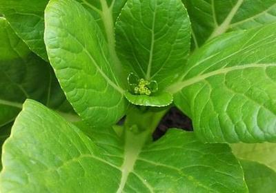 长辈生日的祝福语(必备40句)