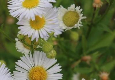 送领导生日祝福语(汇总60句)