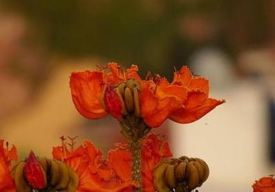 闺蜜妈妈生日祝福语(合集50句)