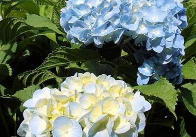 长辈生日祝福语八个字(合集8句) 长辈生日祝福语八个字(合集8句)