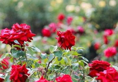 逝者生日祝福语(必备50句) 逝者生日祝福语(必备50句)