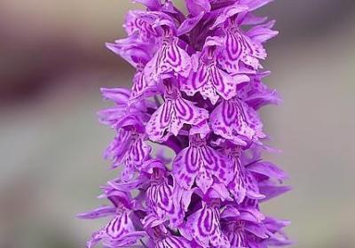 送闺蜜结婚祝福语(优选50句)