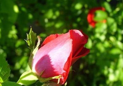 马拉松祝福语(推荐40句)