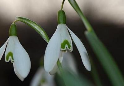长辈生日快乐祝福语(共40句)