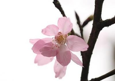 送闺蜜祝福语(共60句)