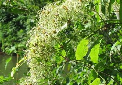 领导升迁的祝福语(合集60句)