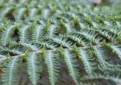 饺子的祝福语(必备40句)