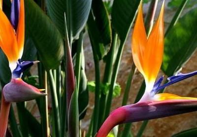 领导生日快乐祝福语(合集40句) 领导生日快乐祝福语(合集40句)