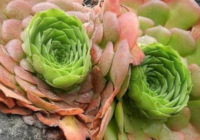 领导高升的祝福语(必备40句) 领导高升的祝福语(必备40句)