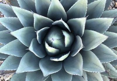 长寿的祝福语(热门50句) 长寿的祝福语(热门50句)