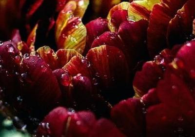 马年祝福语(通用70句) 马年祝福语(通用70句)