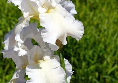 领导升迁祝福语(精选40句) 领导升迁祝福语(精选40句)