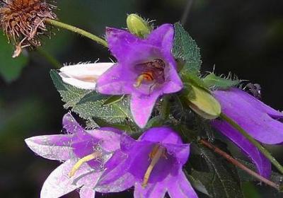 逝世图片祝福语(共60句) 逝世图片祝福语(共60句)