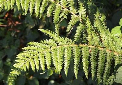 嘲讽狗腿的句子(必备40句)