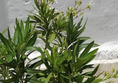 送花贺卡祝福语(必备10句)