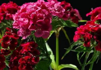 唯美柔情的句子(热门40句)