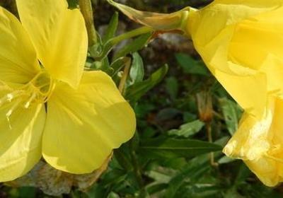 唯美到心碎的句子(必备50句)