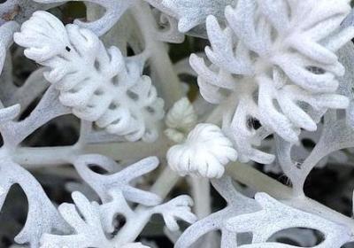 鲜花卡片祝福语10个字(汇总10句)