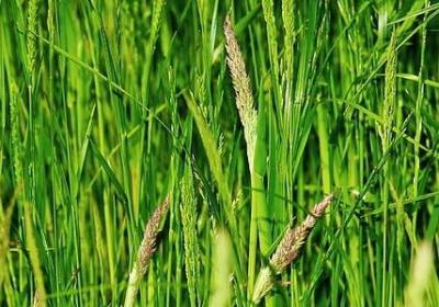 场面描写的句子(实用60句)