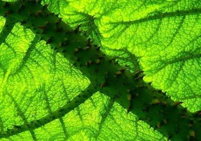 夸奖自己的句子(合集40句)