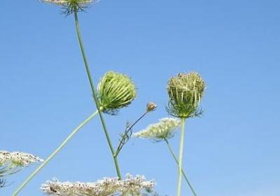 姑父去世的心情句子(共50句)