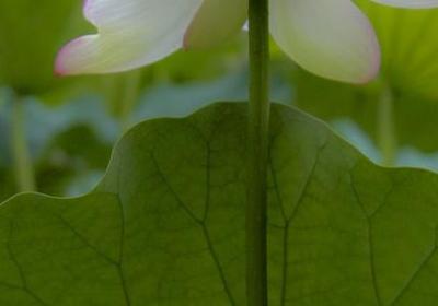 宏村说说的句子(共70句)