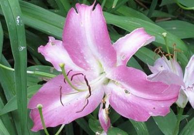 小鸟的句子怎么写(合集50句)