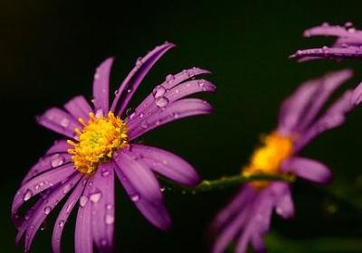 对联的句子有哪些(实用40句)