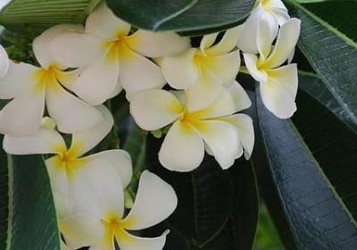 对蛋糕的赞美的句子(优选60句)