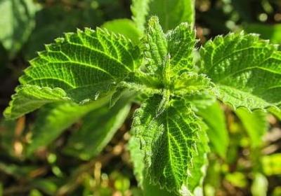 带反义词的句子(必备50句)