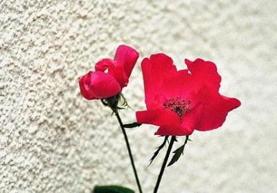 希望以后越来越好的句子(40句)