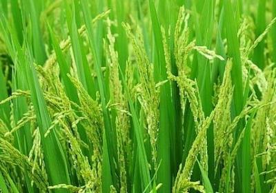夸诸葛亮的句子(通用15句)