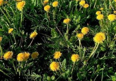 心宽的句子(合集79句)