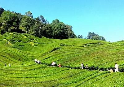 披星戴月的句子(通用40句)