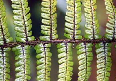 手机的优缺点英语句子(推荐18句)