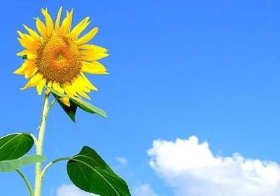 招聘女朋友的搞笑句子(共20句) 招聘女朋友的搞笑句子(共20句)