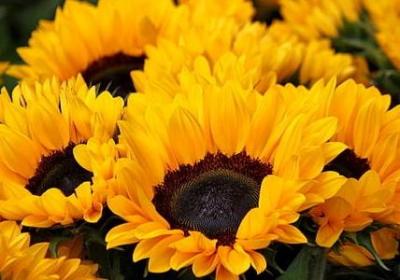 摇摆不定的心情句子(优选60句)