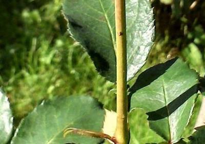 断线的风筝唯美句子(合集17句)