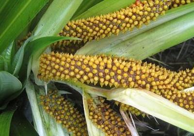 显得有文化的句子(通用40句)