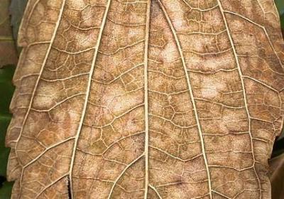 晚霞的句子(40句)