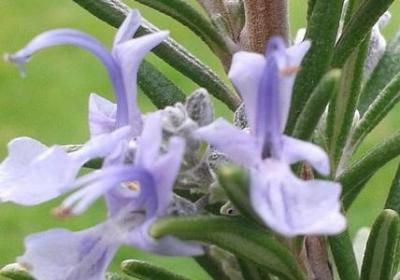 景物描写的句子50字(推荐10句)