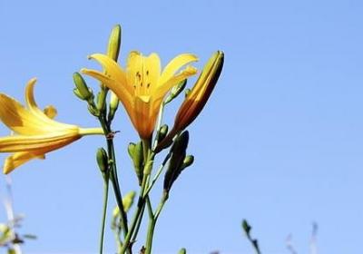 木兰诗排比的句子(精选41句)