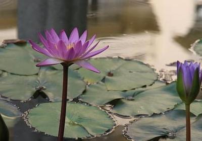 洒脱的句子说说心情(优选60句)