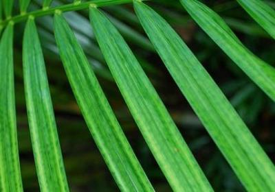 油菜花的优美句子(50句)