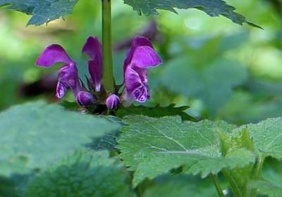 渣男的句子(40句)