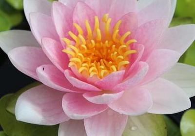 爱护自然的句子(优选70句)