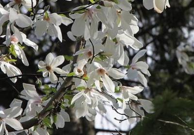 牡丹花开的句子(实用40句)