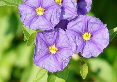 狼的句子(推荐50句)